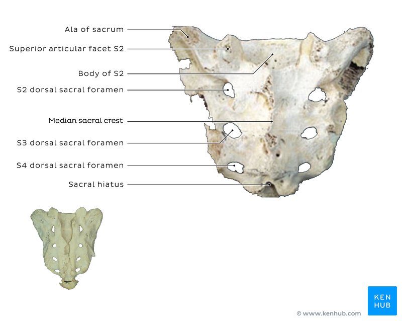 Sacrum cadaver