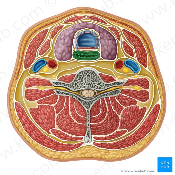 Esophagus (Oesophagus); Image: Irina Münstermann