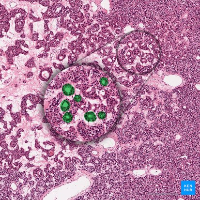 Parathyroid pseudofollicle (Pseudofolliculus parathyroideus); Image: 