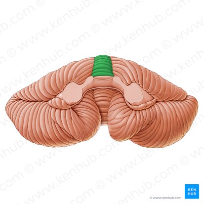 Central lobule of vermis (Lobulus centralis vermis); Image: Paul Kim