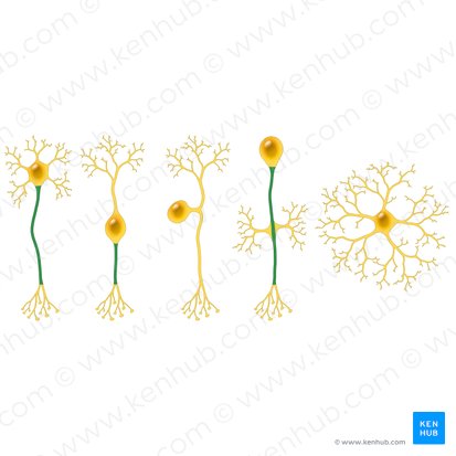 Axon; Bild: Paul Kim