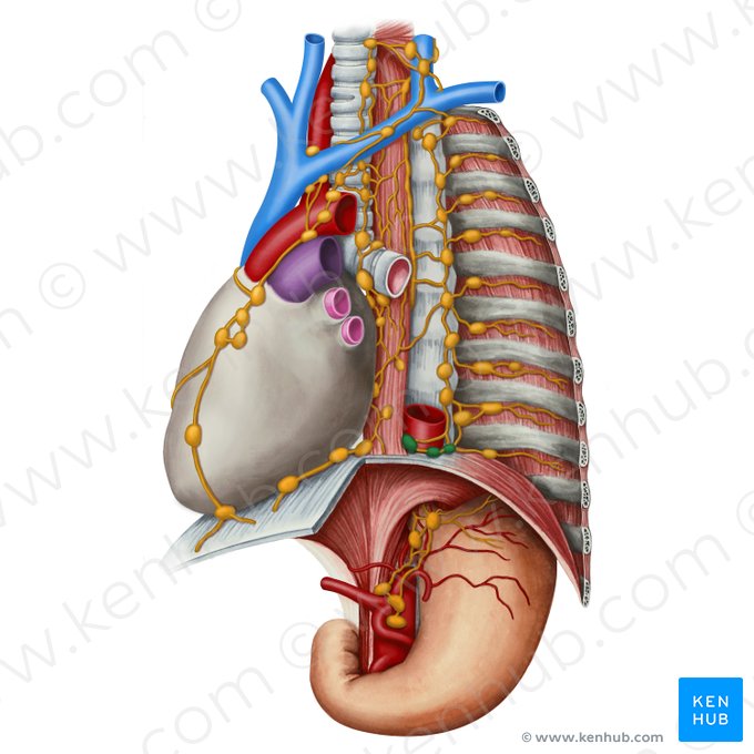 Superior diaphragmatic lymph nodes (Nodi lymphoidei phrenici superiores); Image: Irina Münstermann