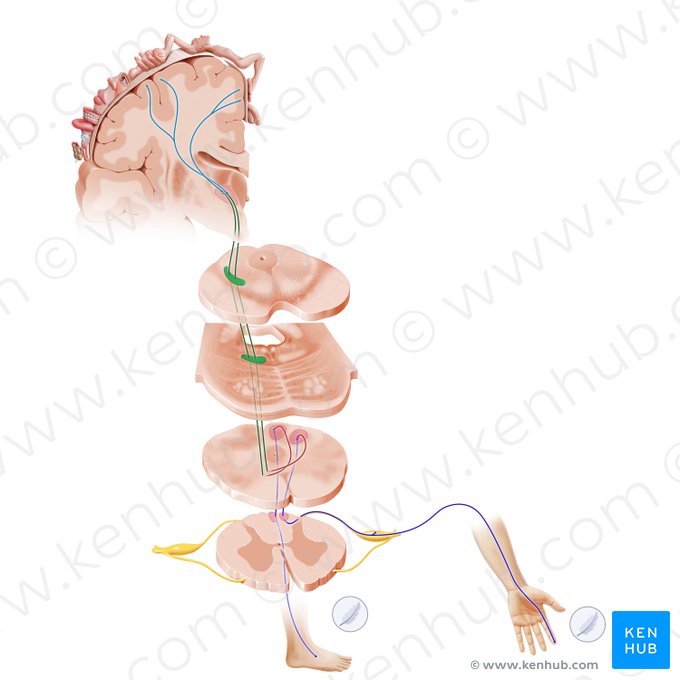 Lemniscus medialis (Mediale Schleifenbahn); Bild: Paul Kim