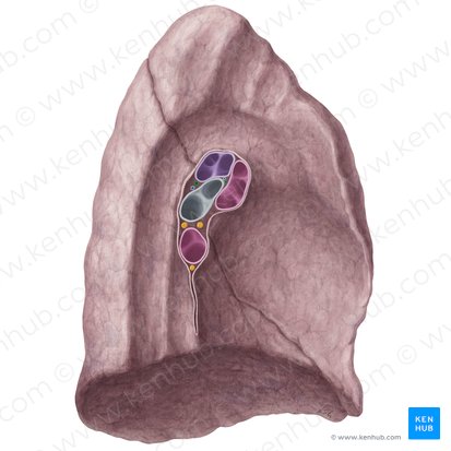 Bronchial artery (Arteria bronchialis); Image: Yousun Koh
