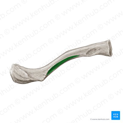 Sulcus musculi subclavii (Furche des Unterschlüsselbeinmuskels); Bild: Samantha Zimmerman