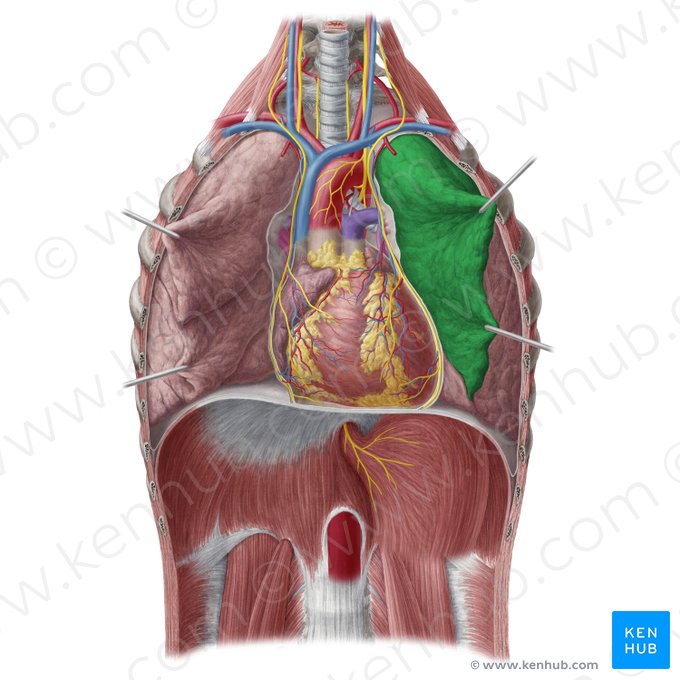 Lobus superior pulmonis sinistri (Oberlappen der linken Lunge); Bild: Yousun Koh
