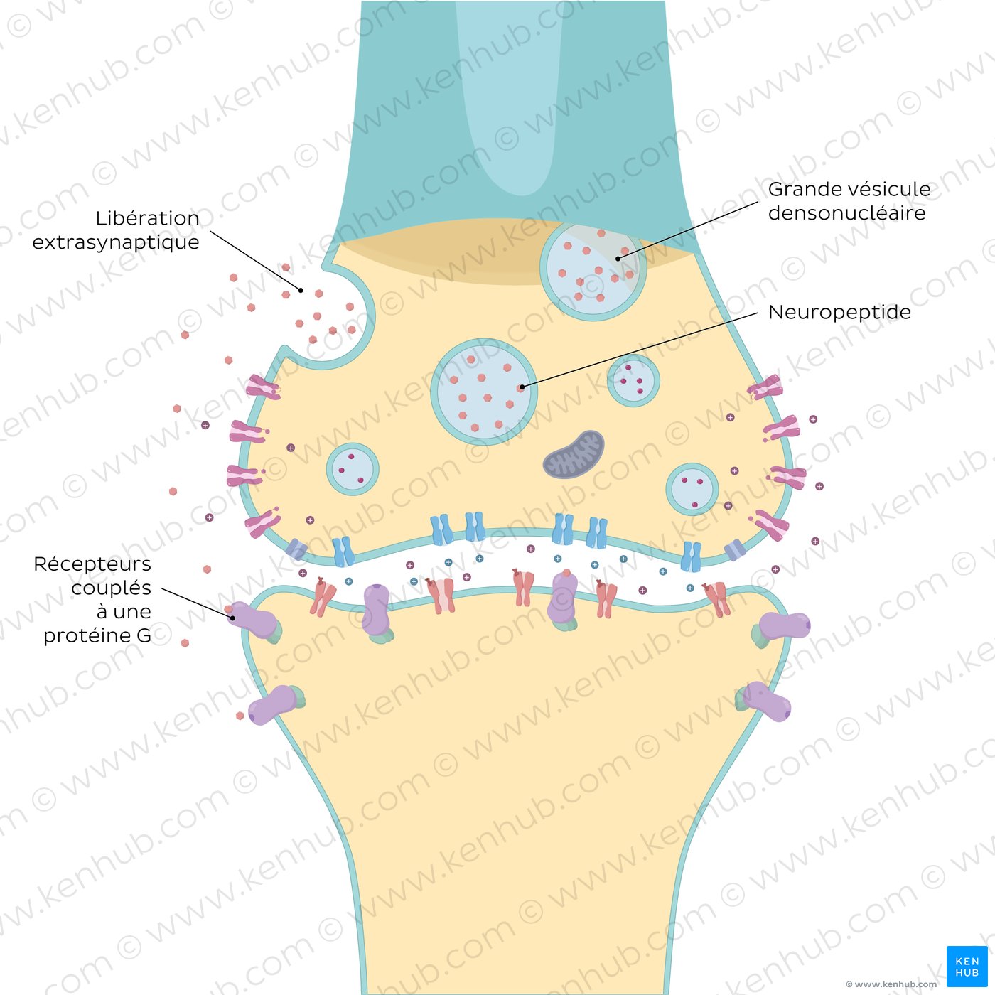 Neuropeptide action shown in a synapse.