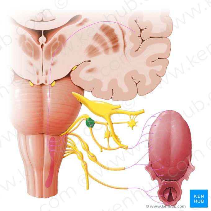 Ganglion geniculi (Fazialisganglion); Bild: Paul Kim