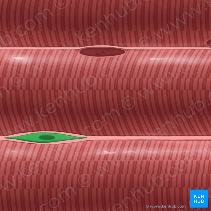 Fibroblastus (Fibroblast); Bild: Tal Bavli Ziv