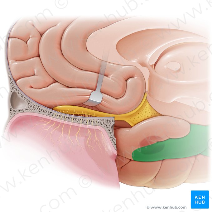 Parahippocampal gyrus (Gyrus parahippocampalis); Image: Paul Kim