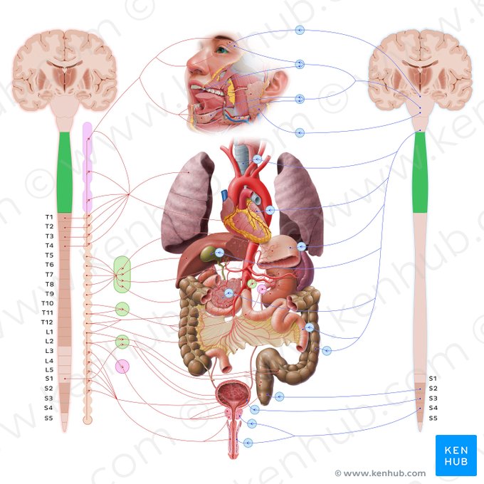 Porción cervical de la médula espinal (Pars cervicalis medullae spinalis); Imagen: Paul Kim