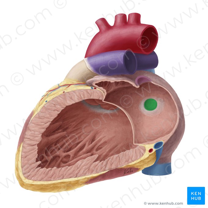 Valve of foramen ovale (Valvula foraminis ovalis); Image: Yousun Koh
