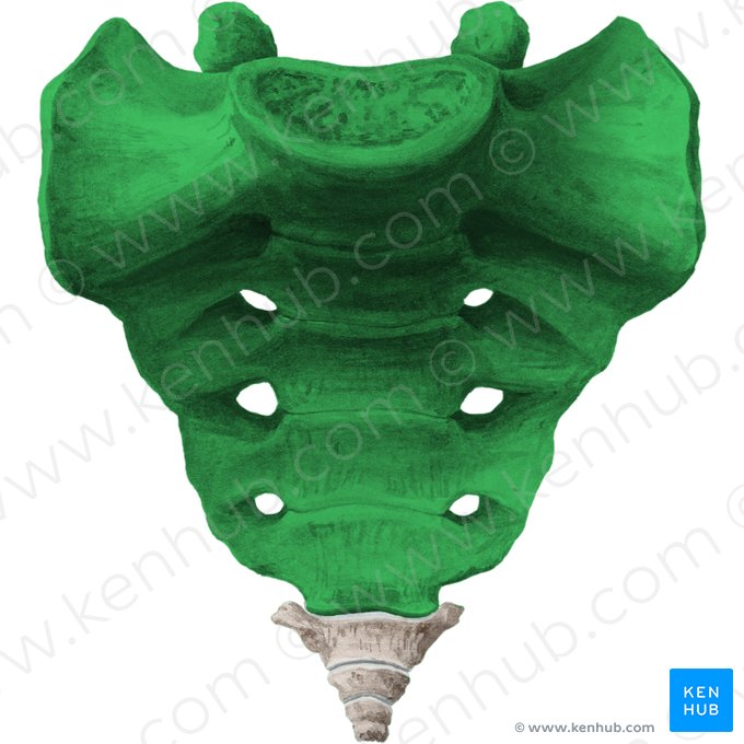 Sacrum (Os sacrum); Image: Liene Znotina