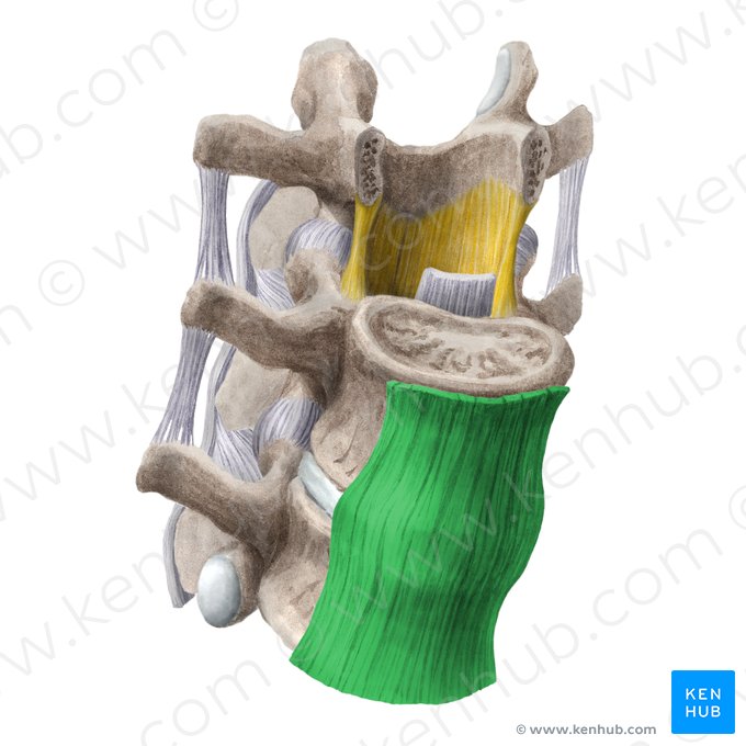 Anterior longitudinal ligament (Ligamentum longitudinale anterius); Image: Liene Znotina