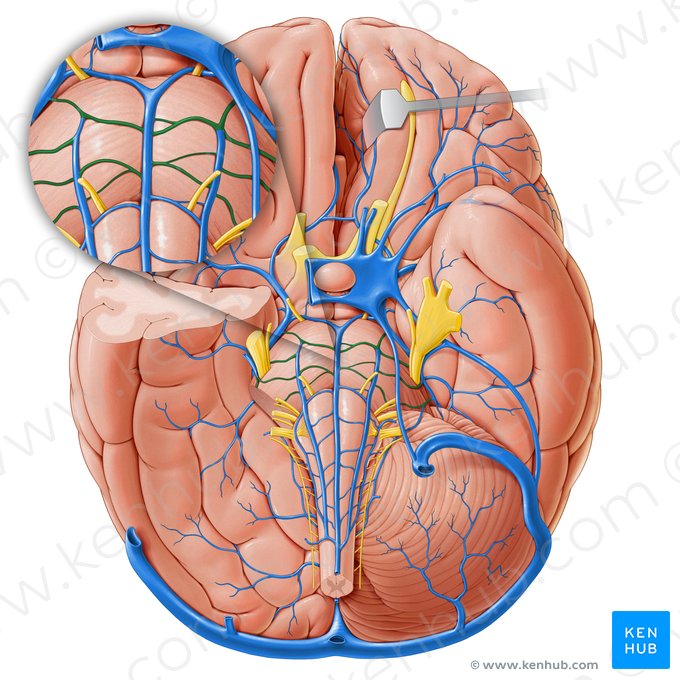 Venae transversae pontis (Querverlaufende Brückenvenen); Bild: Paul Kim