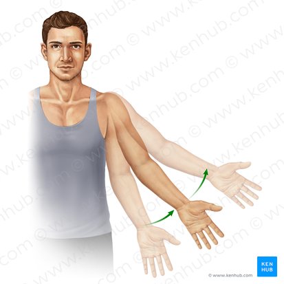 Abduction of arm (Abductio brachii); Image: Paul Kim