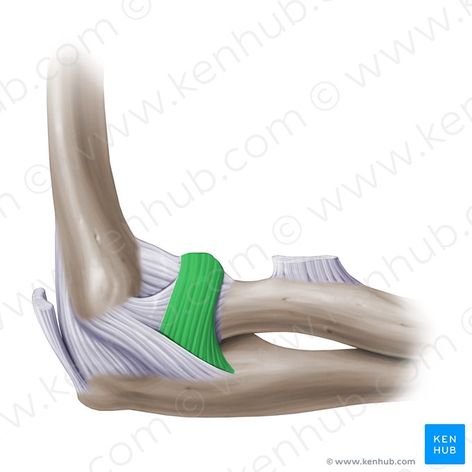 Anular ligament of radius (Ligamentum anulare radii); Image: Paul Kim