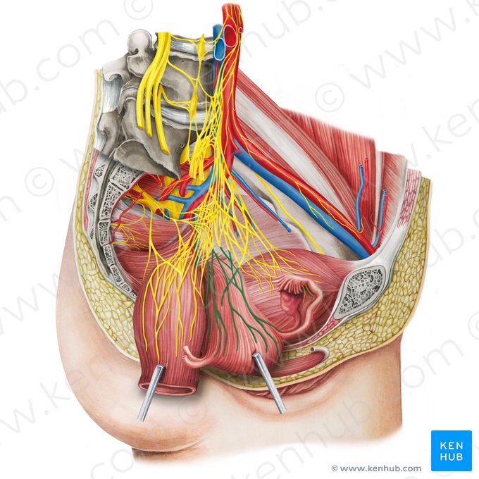 Uterovaginal plexus (Plexus uterovaginalis); Image: Irina Münstermann