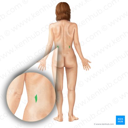 Superior lumbar triangle (Trigonum lumbale superius); Image: Irina Münstermann