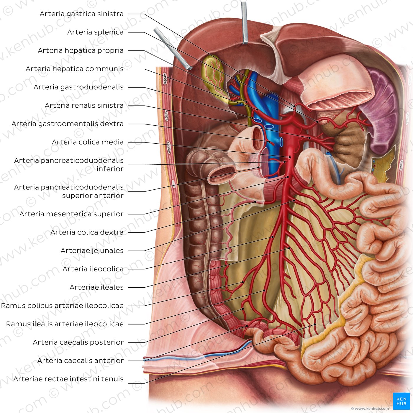 Arterien des Dünndarms