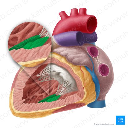 Músculo papilar posterior do ventrículo esquerdo (Musculus papillaris inferior ventriculi sinistri); Imagem: Yousun Koh
