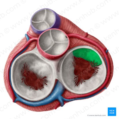 Superior leaflet of right atrioventricular valve (Cuspis superior valvae atrioventricularis dextrae); Image: Yousun Koh