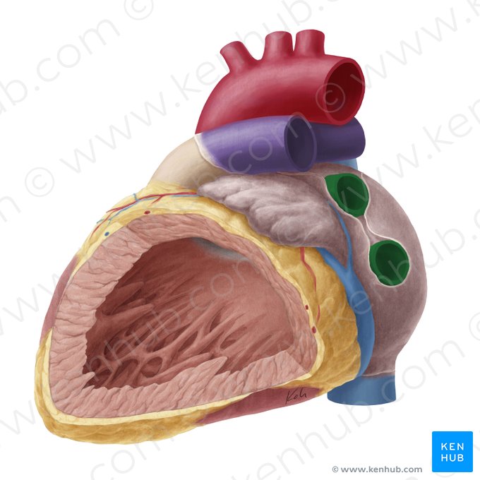 Left pulmonary veins (Venae pulmonales sinistrae); Image: Yousun Koh