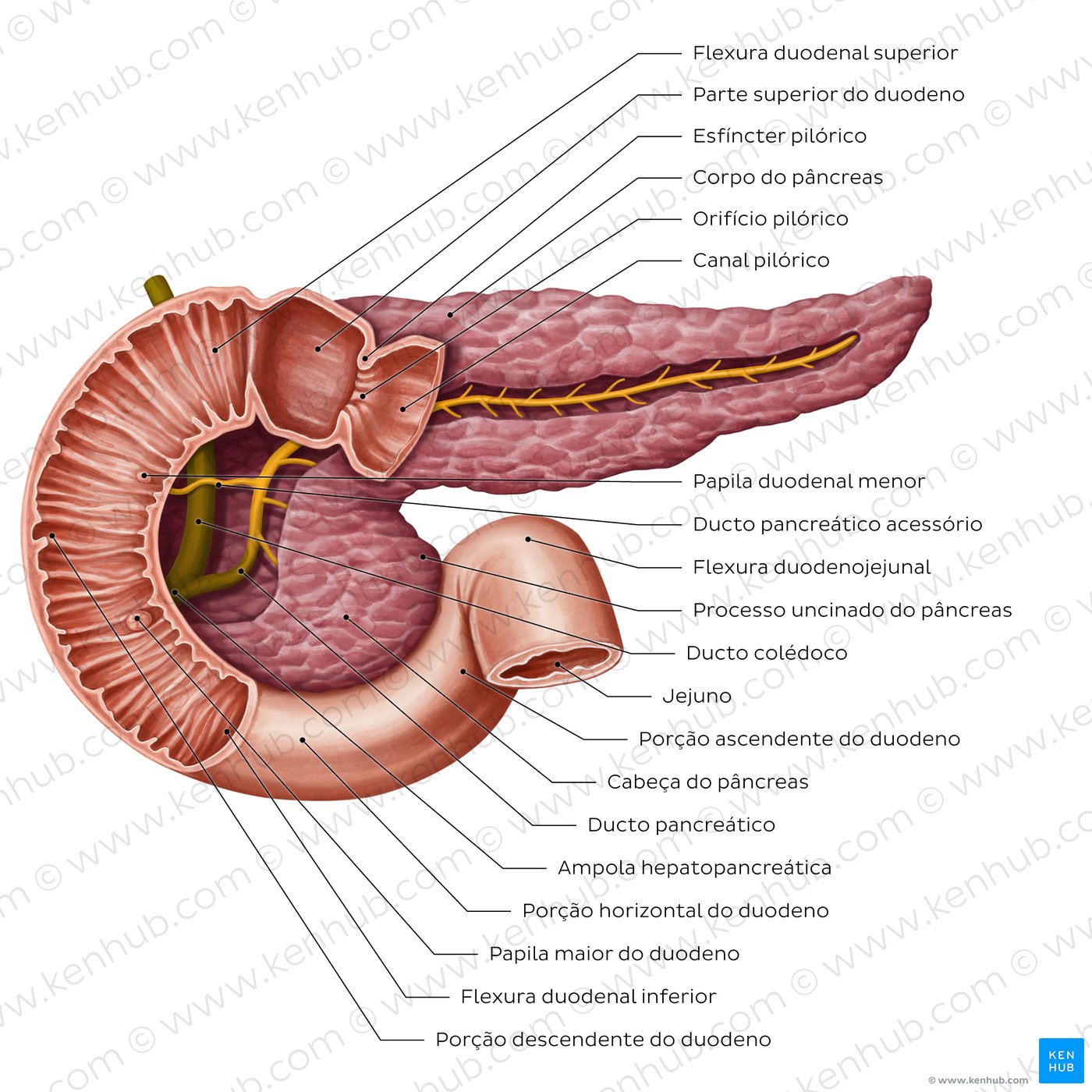 Sistema de ductos pancreáticos