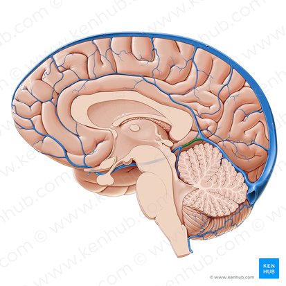 Great cerebral vein (Vena magna cerebri); Image: Paul Kim