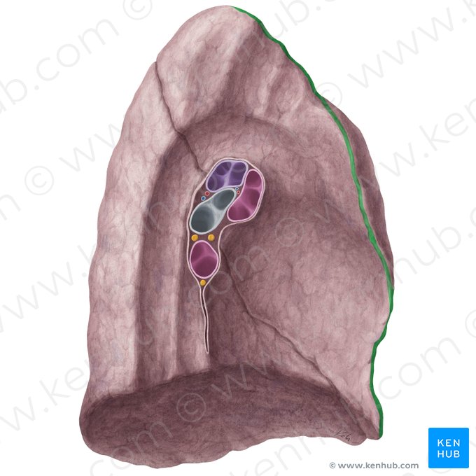 Margo anterior pulmonis sinistri (Vorderrand der linken Lunge); Bild: Yousun Koh