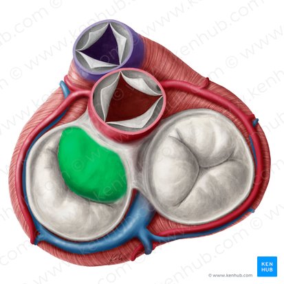 Anterior leaflet of left atrioventricular valve (Cuspis anterior valvae atrioventricularis sinistrae); Image: Yousun Koh