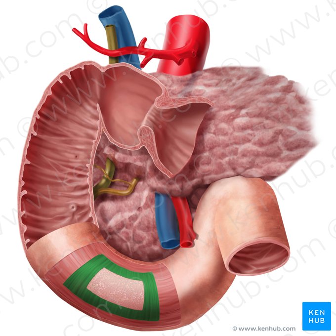 Circular layer of muscular coat of duodenum (Stratum circulare tunicae muscularis duodeni); Image: Begoña Rodriguez