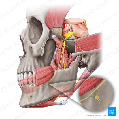 Ramo anterior do nervo lingual para o gânglio submandibular (Ramus anterior ganglionicus submandibularis nervi lingualis); Imagem: Paul Kim