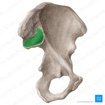 Facies auricularis ossis ilii (Ohrmuschelförmige Fläche des Darmbeins); Bild: Liene Znotina