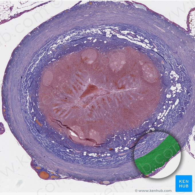 Tunica muscularis (Muskelschicht); Bild: 