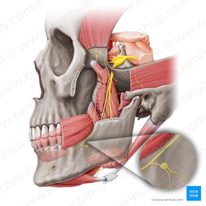 Ramo posterior do nervo lingual para o gânglio submandibular (Ramus posterior ganglionicus submandibularis nervi lingualis); Imagem: Paul Kim