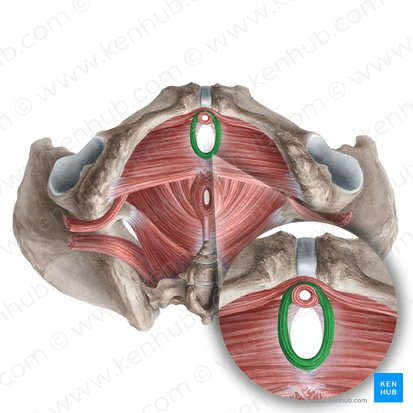 Sphincter urethrovaginalis (Musculus sphincter urethrovaginalis); Image: Liene Znotina