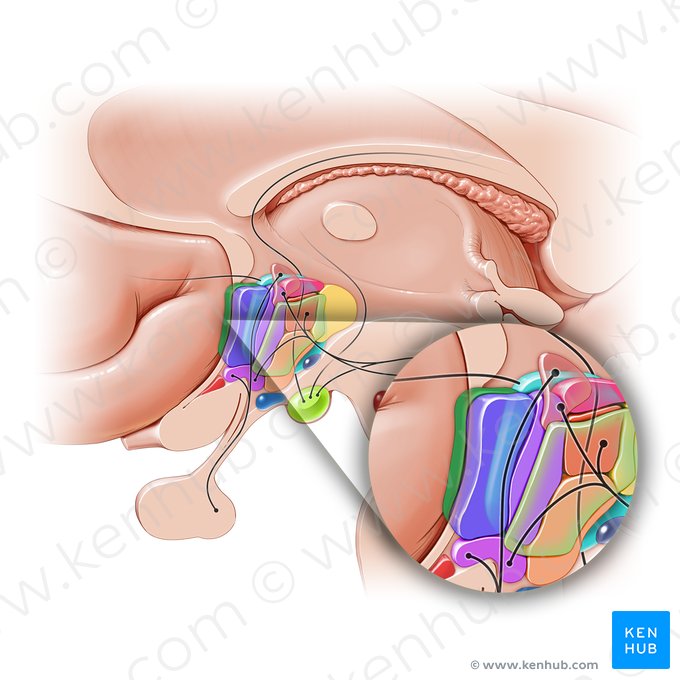 Nucleus preopticus lateralis (Seitlicher präoptischer Kern); Bild: Paul Kim