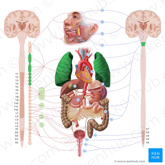 Lung (Pulmo); Image: Paul Kim