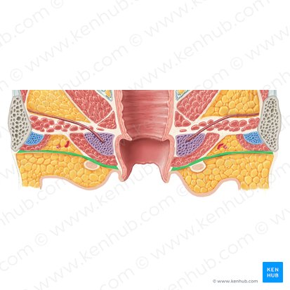 Perineal fascia (Fascia perinei); Image: Samantha Zimmerman