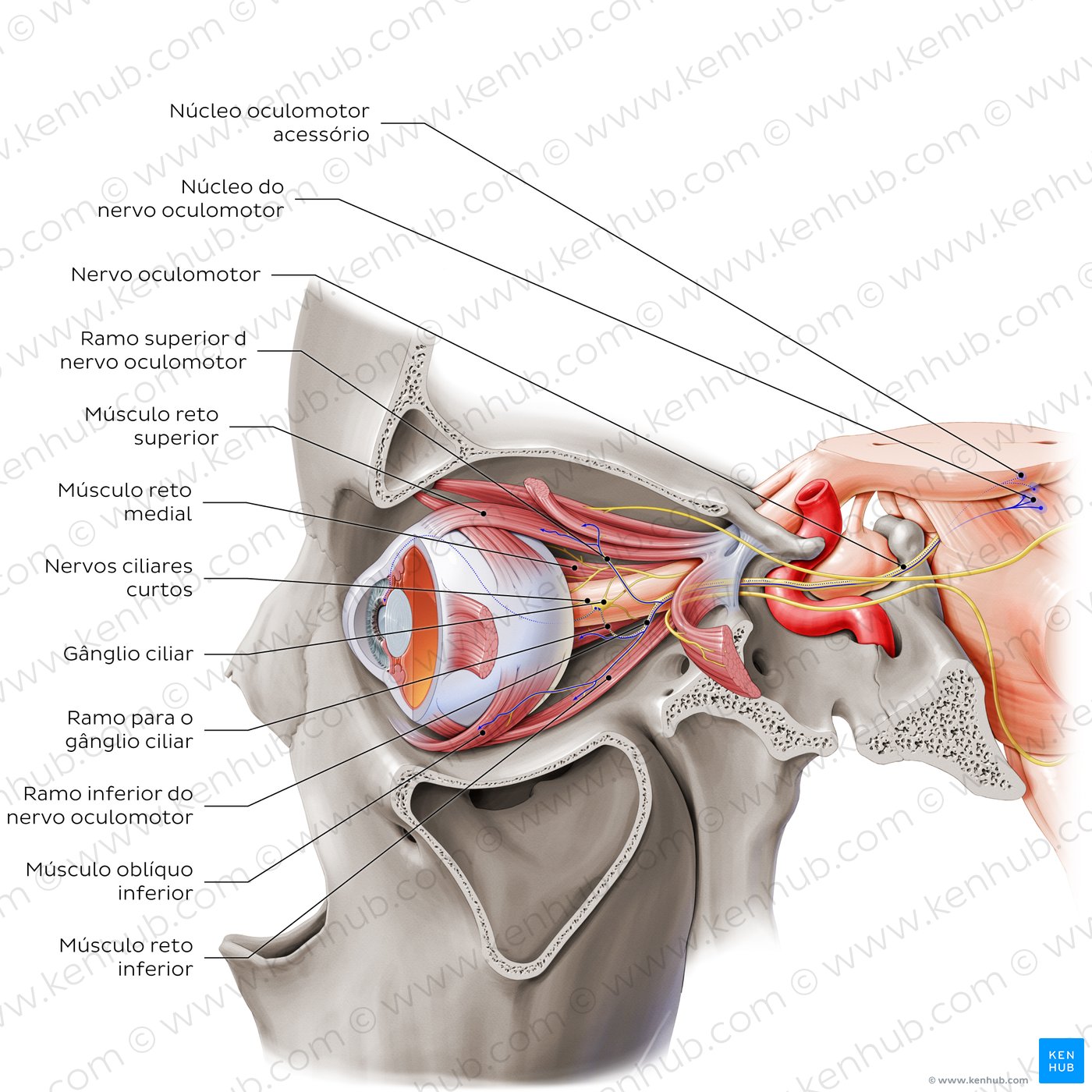 Oculomotor, abducens, and trochlear nerves (lateral-left view)