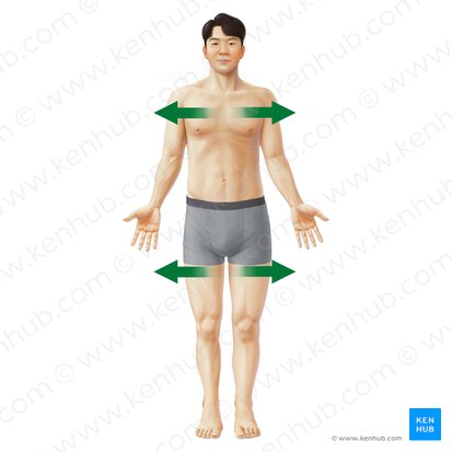 Lateral (Lateralis); Image: Paul Kim