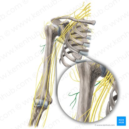 Rameau postérieur du nerf axillaire (Ramus posterior nervi axillaris); Image : Yousun Koh