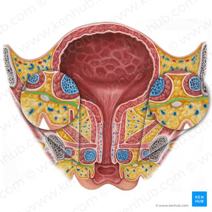 Superficial perineal fascia (Fascia superficialis perinei); Image: Irina Münstermann