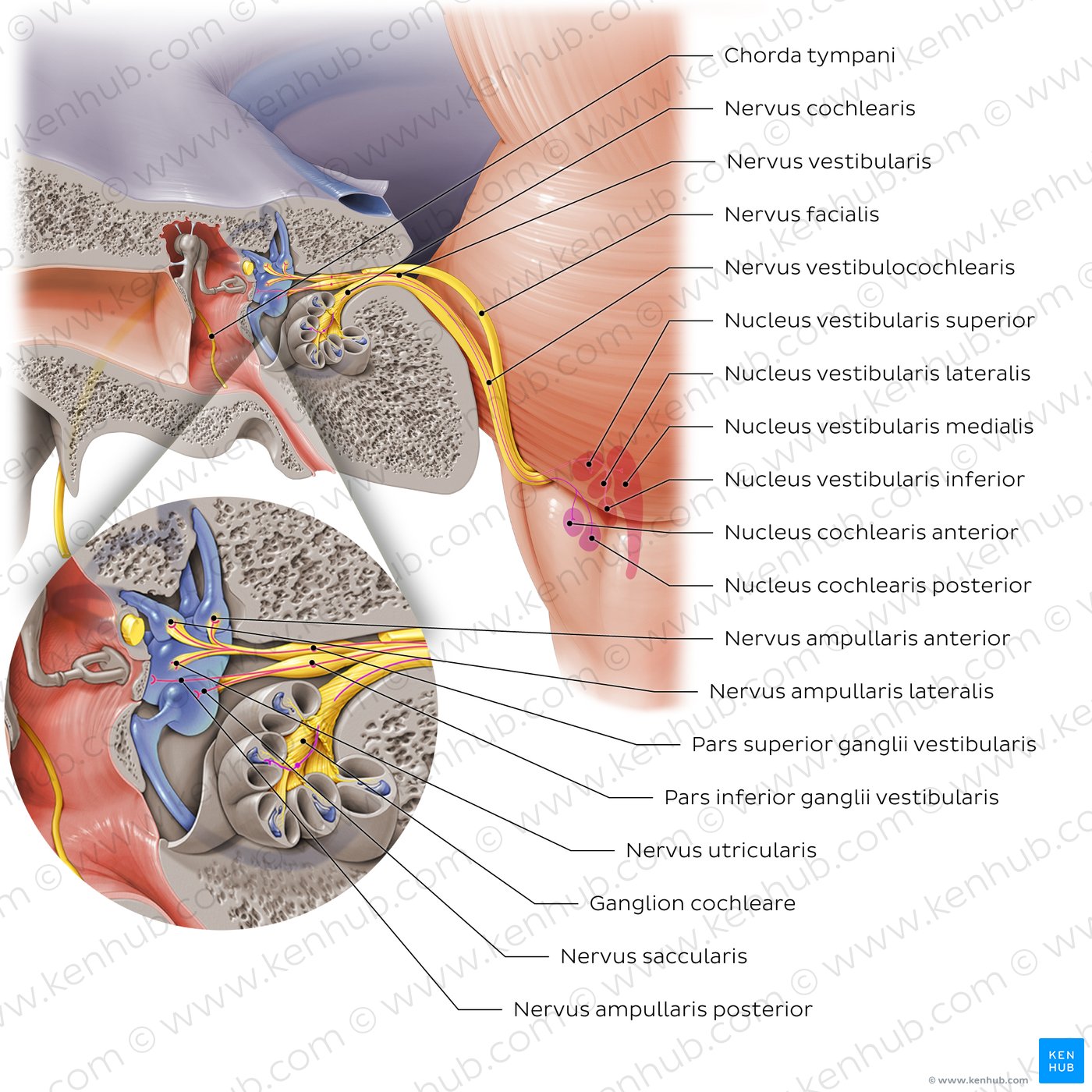 Course and branches of vestibulocochlear nerve