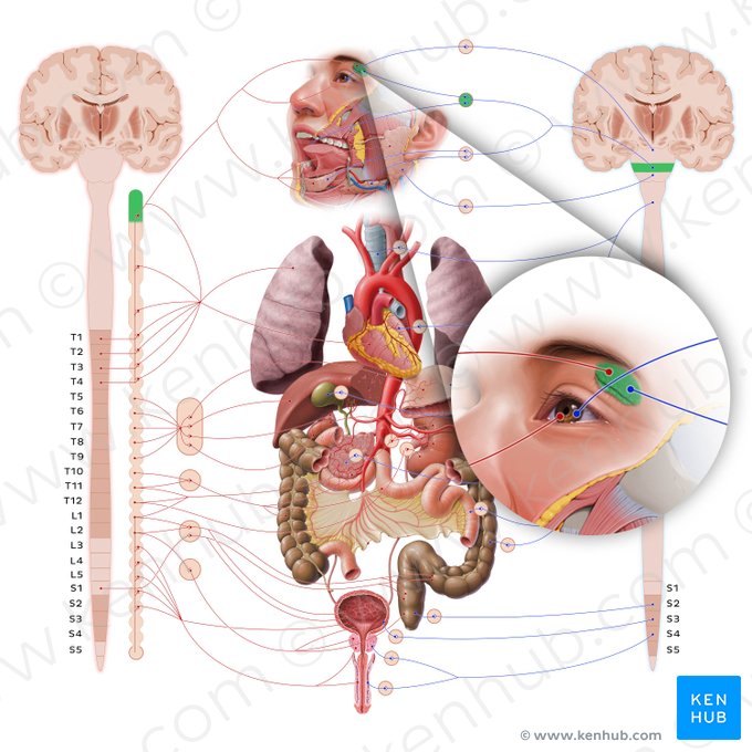 Lacrimal gland (Glandula lacrimalis); Image: Paul Kim
