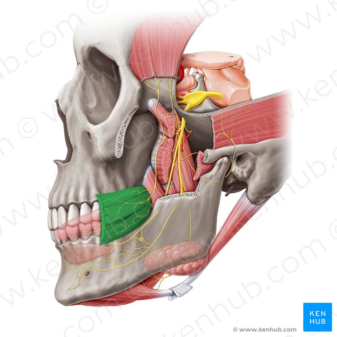 Buccinator muscle (Musculus buccinator); Image: Paul Kim