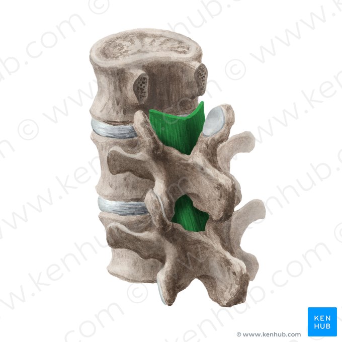 Ligamenta flava; Image: Liene Znotina