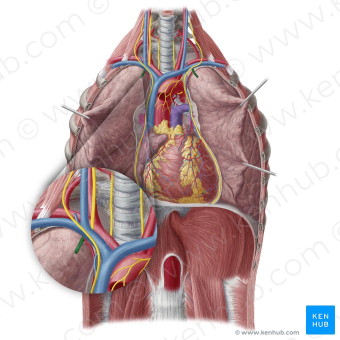 Internal thoracic artery (Arteria thoracica interna); Image: Yousun Koh