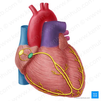 Atrioventricular node (Nodus atrioventricularis); Image: Yousun Koh